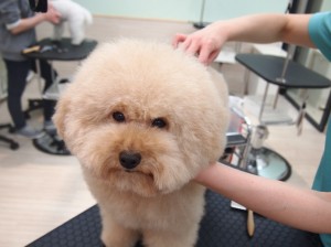 2015.3.10.trimming.bisukettoかわいい犬服カットスタイルミスビビMissBIBI