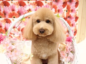 2015.3.10.trimming.kinako.かわいい犬服カットスタイルミスビビMissBIBI