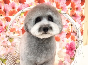 2015.3.10.trimming.koron.かわいい犬服カットスタイルミスビビMissBIBI