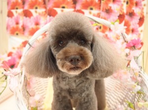 2015.3.16.trimming.boni-.かわいい犬服カットスタイルミスビビMiss BIBI