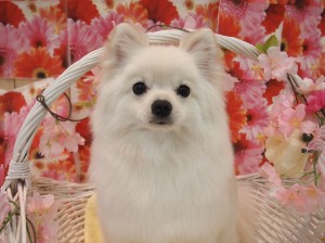 2015.3.16.trimming.pomu.かわいい犬服カットスタイルミスビビMiss BIBI