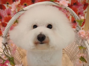 2015.3.3.trimming.sofi.かわいい犬服MissBIBIミスビビカットスタイル
