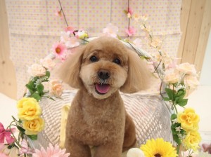2015.4.10.trimming.かわいい・カットスタイル・犬服・ミスビビ・Miss BIBI・baguji-