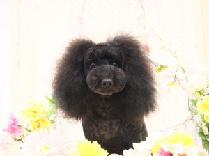 2015.4.10.trimming.かわいい・カットスタイル・犬服・ミスビビ・Miss BIBI・kety