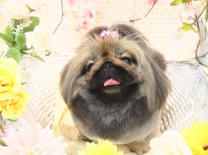 2015.4.10.trimming.かわいい・カットスタイル・犬服・ミスビビ・Miss BIBI・nana