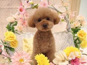 2015.4.10.trimming.かわいい・カットスタイル・犬服・ミスビビ・Miss BIBI・serahu
