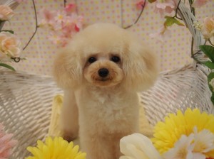 2015.4.10.trimming.かわいい・カットスタイル・犬服・ミスビビ・Miss BIBI・souta