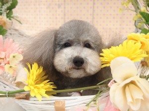 2015.4.16.trimming.かわいい・犬服・カットスタイル・Miss BIBI・ミスビビ・poro