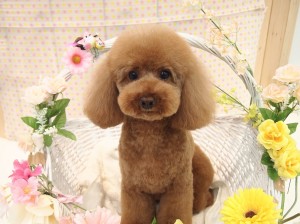 2015.4.17.trimming.かわいい・カットスタイル・ヨークシャーテリア・犬服・Miss BIBI・ミスビビ・haduki