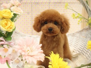 2015.4.17.trimming.かわいい・カットスタイル・ヨークシャーテリア・犬服・Miss BIBI・ミスビビ・pinoko