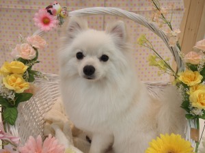 2015.4.17.trimming.かわいい・カットスタイル・ヨークシャーテリア・犬服・Miss BIBI・ミスビビ・pomu