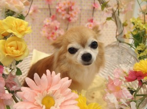 2015.4.4.trimming.かわいい・カットスタイル・犬服・ミスビビ・Miss BIBI・apuri
