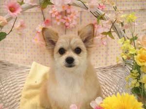 2015.4.4.trimming.かわいい・カットスタイル・犬服・ミスビビ・Miss BIBI・azuki