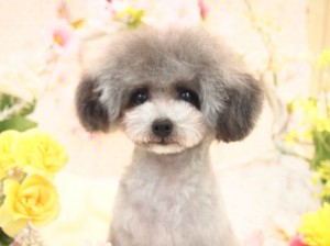 2015.4.4.trimming.かわいい・カットスタイル・犬服・ミスビビ・Miss BIBI・choko