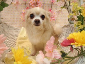 2015.4.4.trimming.かわいい・カットスタイル・犬服・ミスビビ・Miss BIBI・hari-