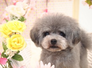 2015.4.4.trimming.かわいい・カットスタイル・犬服・ミスビビ・Miss BIBI・kulu1