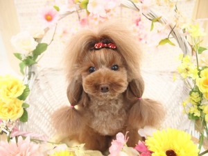 2015.4.4.trimming.かわいい・カットスタイル・犬服・ミスビビ・Miss BIBI・nana