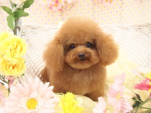 2015.4.4.trimming.かわいい・カットスタイル・犬服・ミスビビ・Miss BIBI・roji