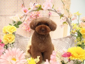 2015.4.4.trimming.かわいい・カットスタイル・犬服・ミスビビ・Miss BIBI・roku