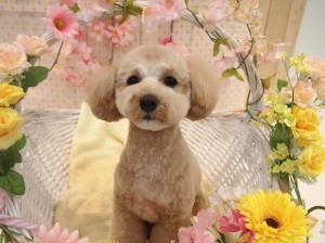 2015.4.4.trimming.かわいい・カットスタイル・犬服・ミスビビ・Miss BIBI・taruto