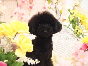 2015.4.4.trimming.かわいい・カットスタイル・犬服・ミスビビ・Miss BIBI・tiroru