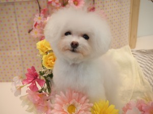 2015.4.4.trimming.かわいい・カットスタイル・犬服・ミスビビ・Miss BIBI・もも太郎