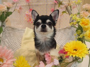 2015.4.5.trimming.かわいい・カットスタイル・犬服・ミスビビ・Miss BIBI・anmitu