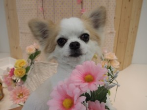 2015.4.5.trimming.かわいい・カットスタイル・犬服・ミスビビ・Miss BIBI・reon