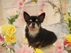 2015.4.5.trimming.かわいい・カットスタイル・犬服・ミスビビ・Miss BIBI・wannchan