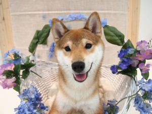 ミスビビ 青山 表参道 かわいい 人気トリミングサロン 柴犬 2015.6.11.2