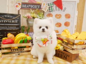 2020.5.11♯南青山♯トリミング♯ポメラニアン1