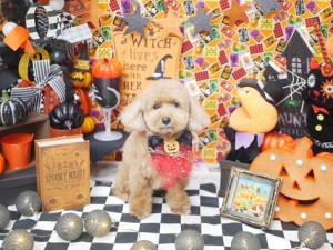 2024.10.10＃東京♯南青山♯表参道♯トリミング＃犬8