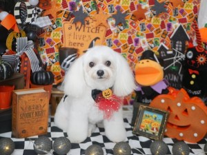 2024.10.12＃東京♯南青山♯表参道♯トリミング＃犬＃MIX