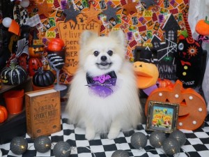 2024.10.14＃東京♯南青山♯表参道♯トリミング＃犬＃Pomeranian