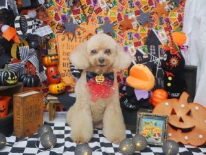 2024.10.9＃東京♯南青山♯表参道♯トリミング＃犬6