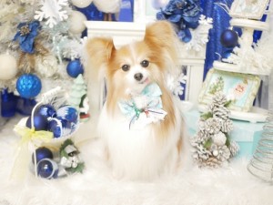 2024.12.29♯南青山♯表参道♯トリミング＃犬10