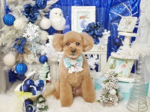 2024.12.29♯南青山♯表参道♯トリミング＃犬5