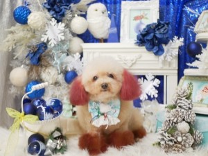 2024.12.30♯南青山♯表参道♯トリミング＃犬7