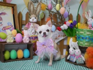 2025.4.16＃南青山＃表参道＃トリミング＃犬