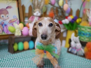 2025.4.16＃南青山＃表参道＃トリミング＃犬10