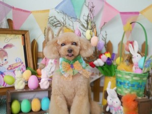 2025.4.16＃南青山＃表参道＃トリミング＃犬11