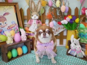 2025.4.16＃南青山＃表参道＃トリミング＃犬2