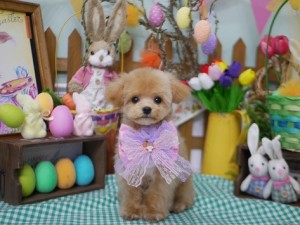 2025.4.16＃南青山＃表参道＃トリミング＃犬3