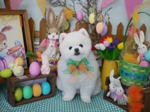 2025.4.16＃南青山＃表参道＃トリミング＃犬4