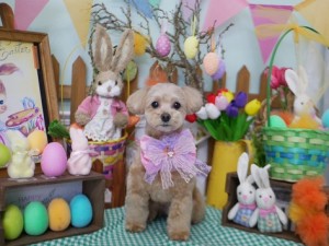 2025.4.16＃南青山＃表参道＃トリミング＃犬5