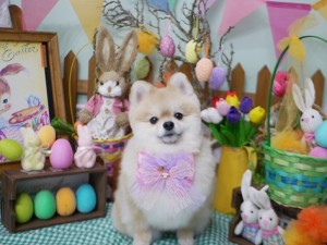 2025.4.16＃南青山＃表参道＃トリミング＃犬6