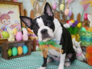 2025.4.16＃南青山＃表参道＃トリミング＃犬7