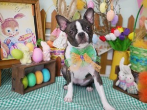 2025.4.16＃南青山＃表参道＃トリミング＃犬8