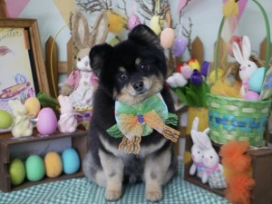 2025.4.16＃南青山＃表参道＃トリミング＃犬9