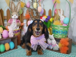 2025.4.17＃南青山＃表参道＃トリミング＃犬